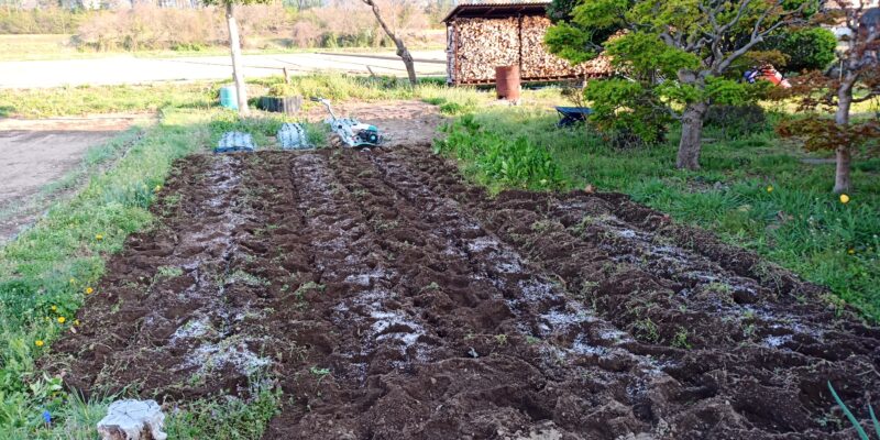 化成肥料を畝のラインに施す